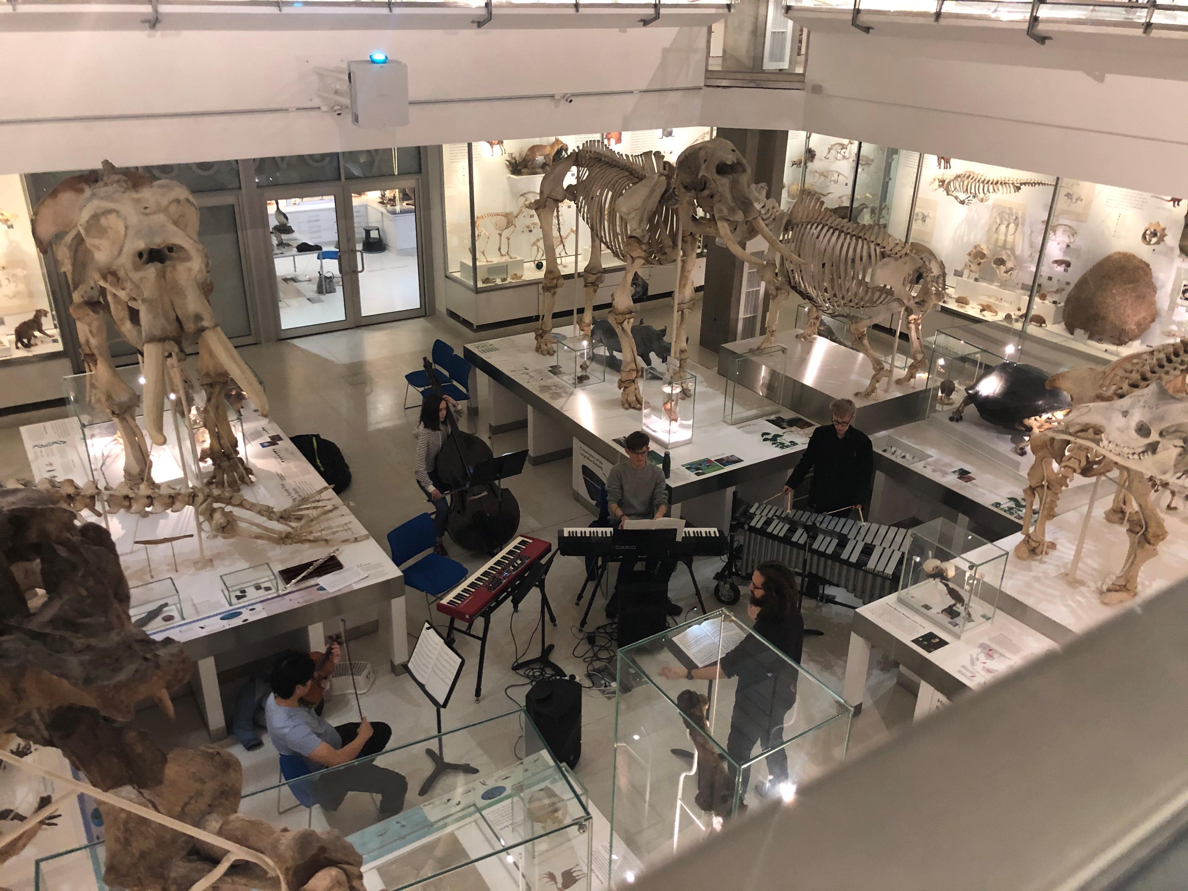 Cambridge University New Music Group performing in the Zoology Museum, January 2020